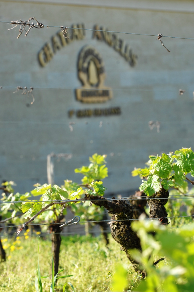 Château_Angelus_Enoteca_Barolo_